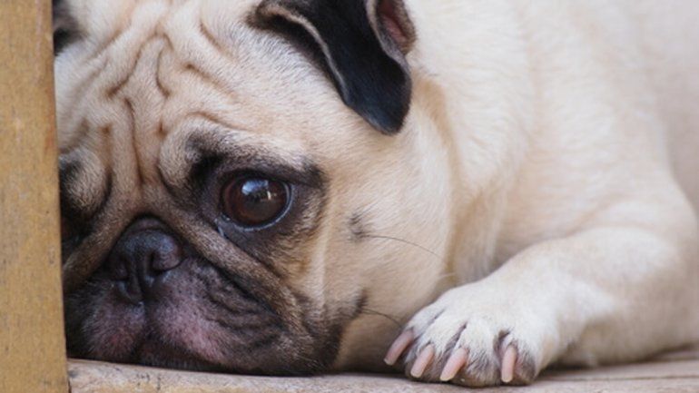 Preocupación por una ola de robos de perros de raza