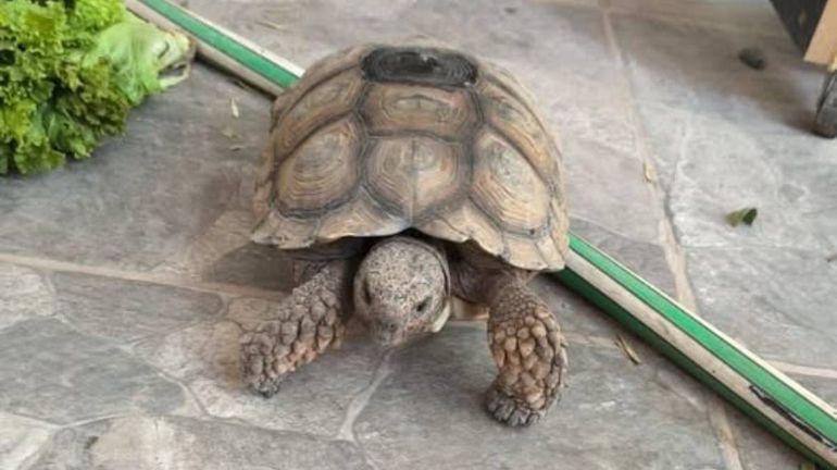 La bella Tortuga de la discordia. La bella Tortuga de la discordia.