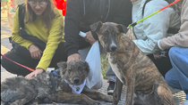 En una exitosa jornada solidaria por el día del animal, diez perros encontraron un nuevo hogar.&nbsp;