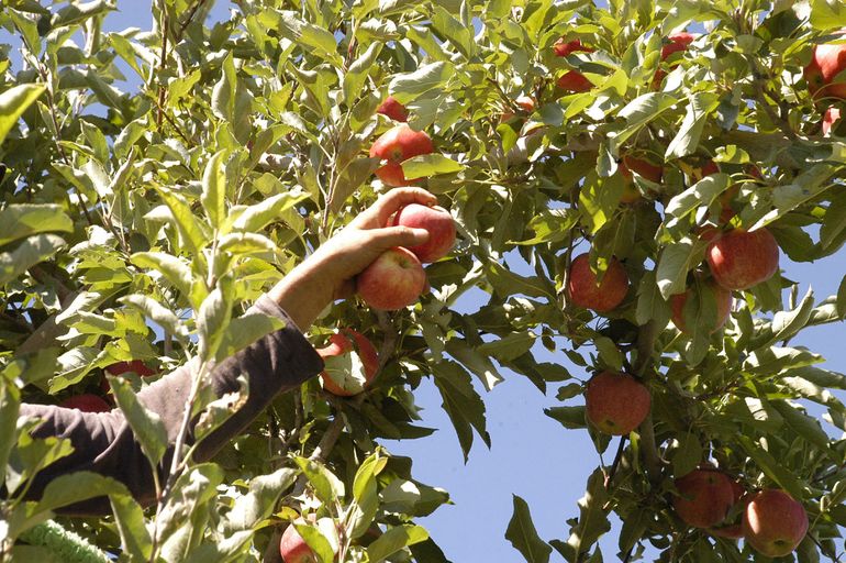 Aseguran que quedan apenas 15 productores de fruta en Cipolletti