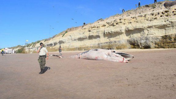 Una ballena muerta apareció en la playa de Las Grutas