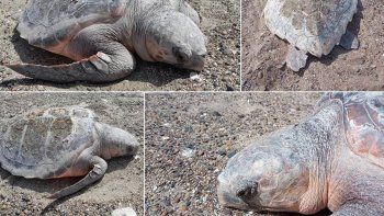 sorpresa en patagones por la aparicion de una tortuga marina