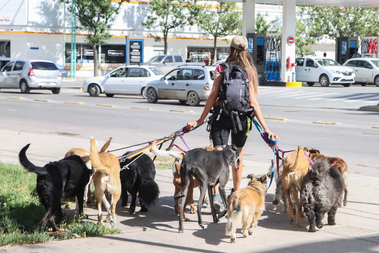 Los pasea alrededor de una hora y tiene turno mañana y tarde. Foto Anahí Cárdena.
