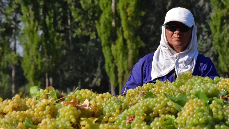 Vinos de la Patagonia: del mar a los Andes, una ruta en expansión