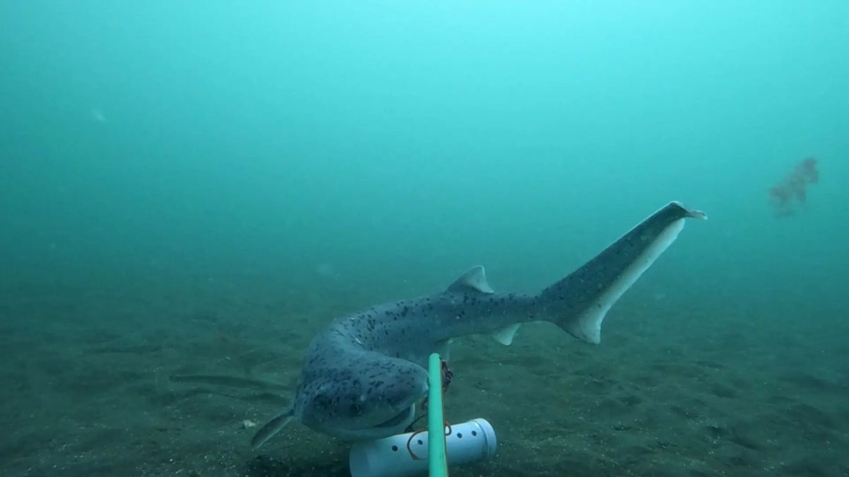 La investigación busca determinar qué impacto tiene la pesca deportiva.&nbsp;