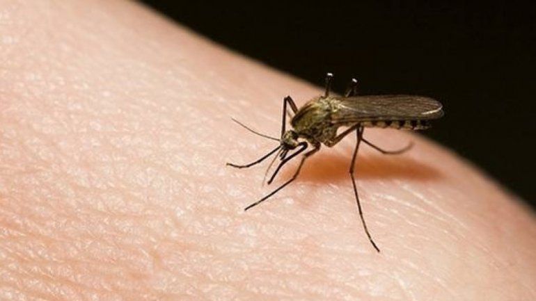 Piden extremar cuidados para evitar la propagación del dengue, chikungunya y zika