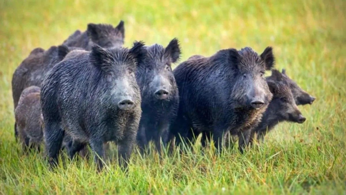 Expertos argentinos consideran al Jabalí como una real amenaza para la biodiversidad.