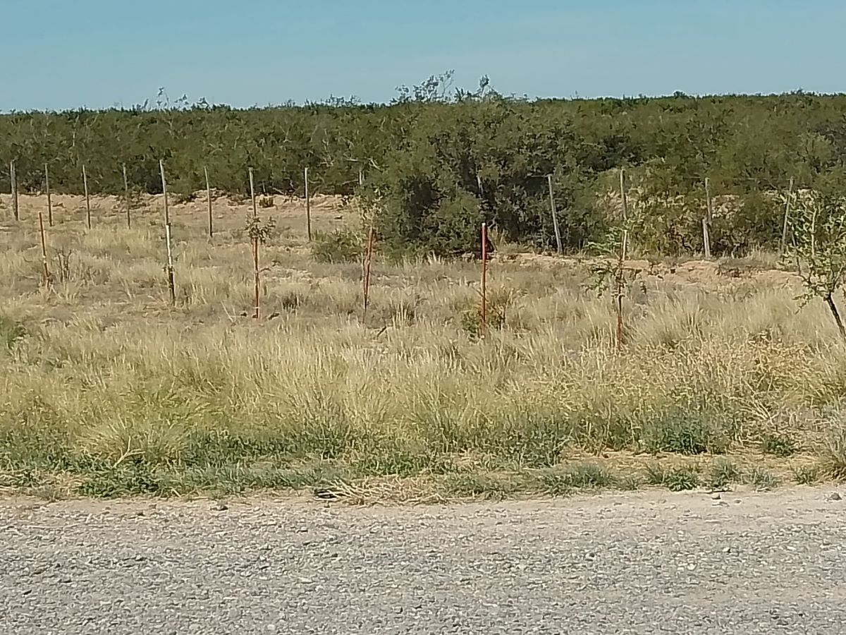 Piden ayuda para un bosquecito que guarda una historia conmovedora