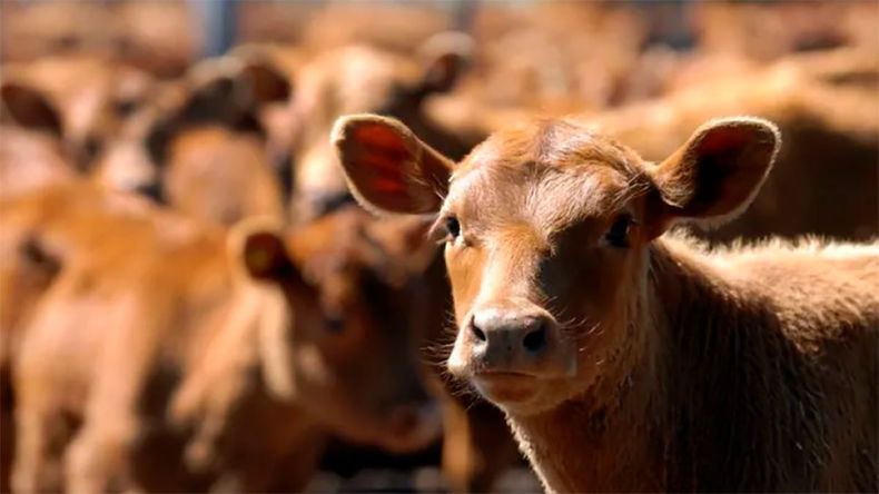 Los precios finales de la carne en góndola tienen mucho que ver con la logística comercial existente en la región.