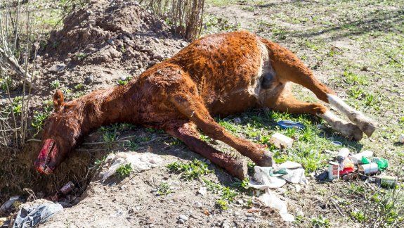 El caballo fue brutalmente asesinado en el predio de la fundación Transitar, que funciona en la zona de La Falda.