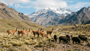Río Negro impulsa la formalización del jabalí y el guanaco como proteínas de cercanía bajo controles de trazabilidad y sanidad para el mercado comercial. | LMCipolletti.com Río Negro impulsa la formalización del jabalí y el guanaco como proteínas de cercanía bajo controles de trazabilidad y sanidad para el mercado comercial.