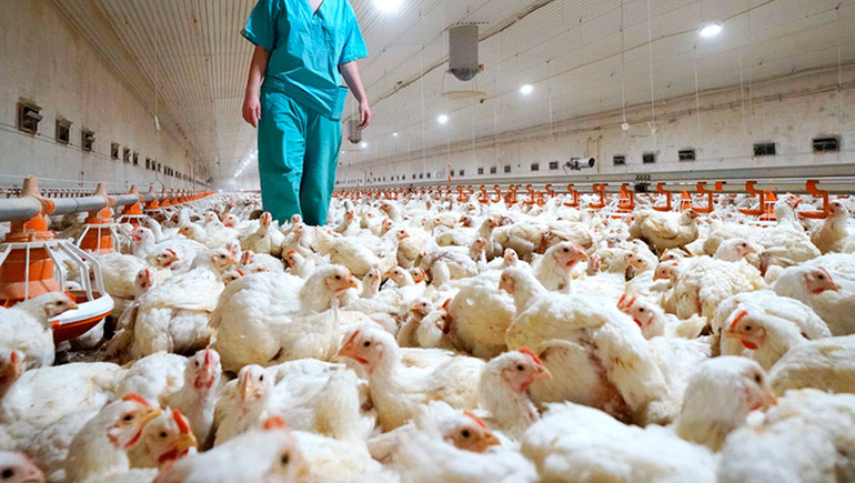Salud confirmó el primer caso de influenza aviar en Río Negro