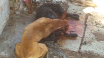 La escena de la terrible agresión no deja lugar a dudas de que la pitbull descargó su furia hasta culminar la faena.