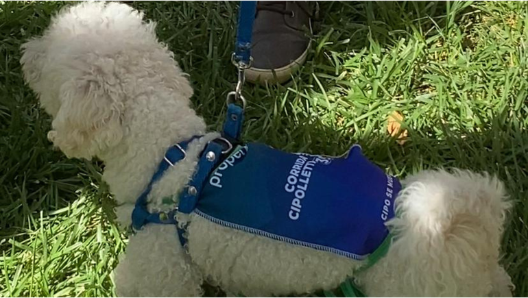 Los cupos para la corrida pet friendly se agotaron en pocas horas. Los cupos para la corrida pet friendly se agotaron en pocas horas.