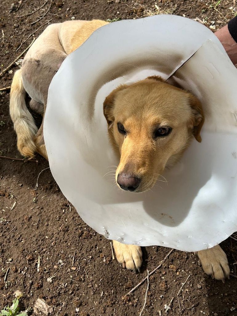 La Protectora de Animales mantiene una deuda de 3 millones de pesos por cirugías de alta complejidad que necesitan los animales rescatados. 