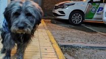 Pulgoso, el perro callejero que se hizo amar en Allen y Cipolletti. Pulgoso, el perro callejero que se hizo amar en Allen y Cipolletti.