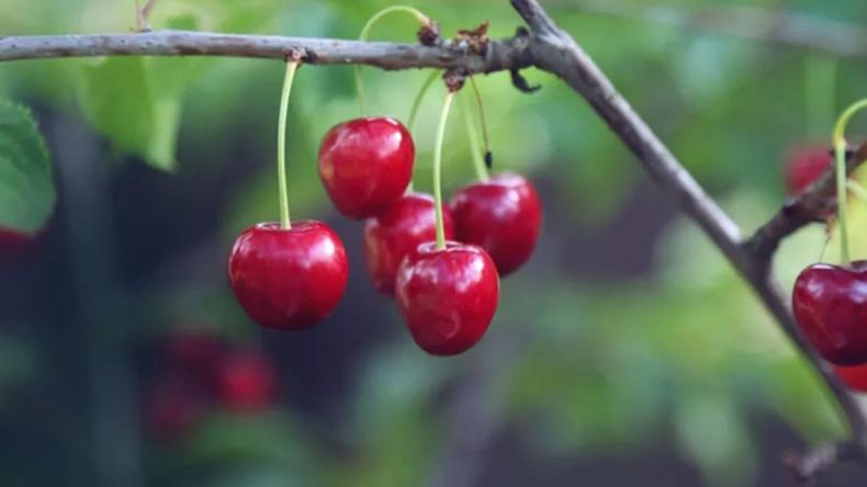 El mercado internacional de cerezas seguirá creciendo en forma sostenida durante los próximos años.
