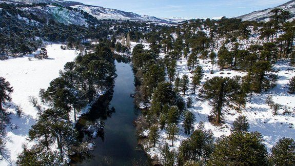 Otra tragedia por la nieve: bebé murió por la caída de una rama