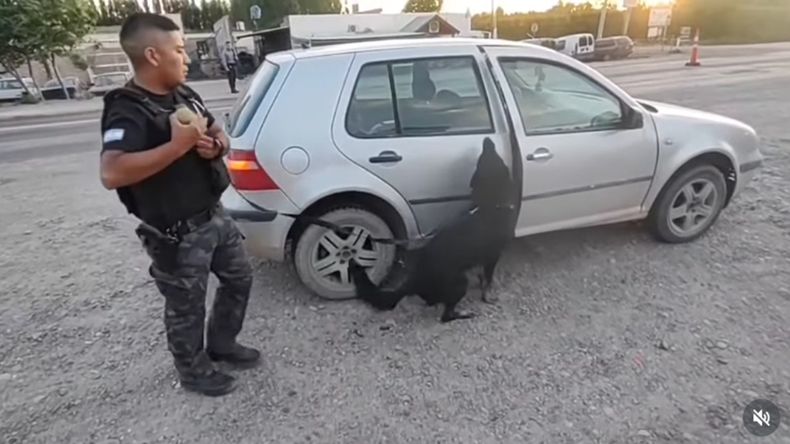La División Canes de la Policía de Río Negro junto a Matías detectaron drogas en un auto. | LMCipolletti.com La División Canes de la Policía de Río Negro junto a Matías detectaron drogas en un auto.