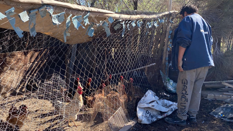 Lo único que le quedaron fueron sus gallinas y cerdos que cría en el lugar. Lo único que le quedaron fueron sus gallinas y cerdos que cría en el lugar.