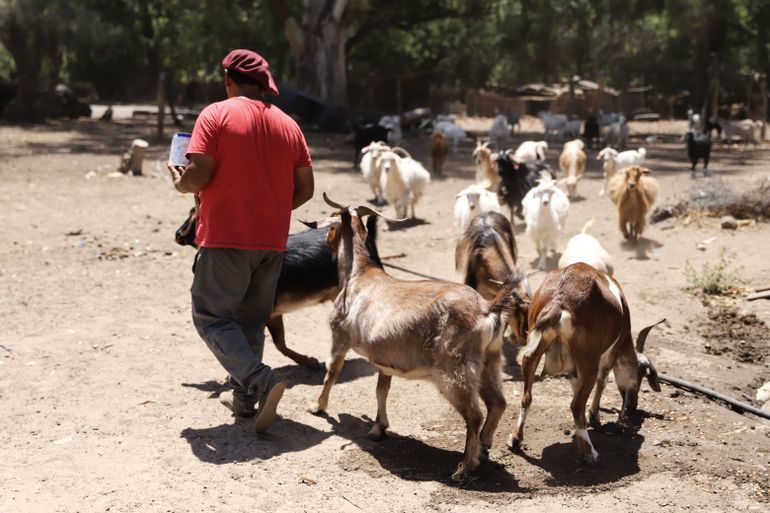 Más de 300 chivos son los que allí se crían, además de chanchos, vacas y caballos.