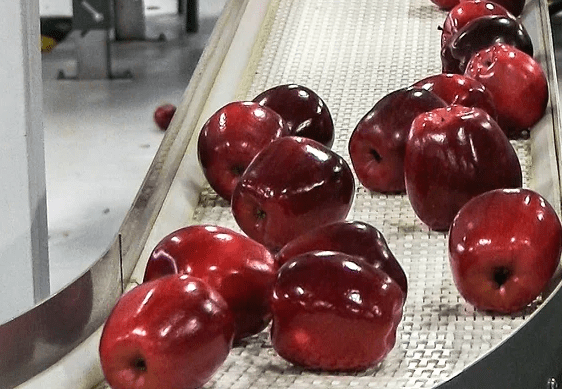 Chile: fuerte aumento de las exportaciones de manzanas a Brasil