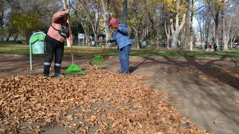 Desde la Municipalidad de Cipolletti refuerzan a diario la recolección de hojas secas en distintos barrios de la ciudad.