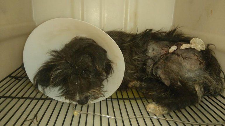 Chester, el perro apuñalado por los ladrones durante un robo, se recupera de las heridas
