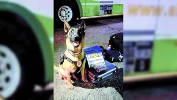 El perro Máximo es infalible con la droga.