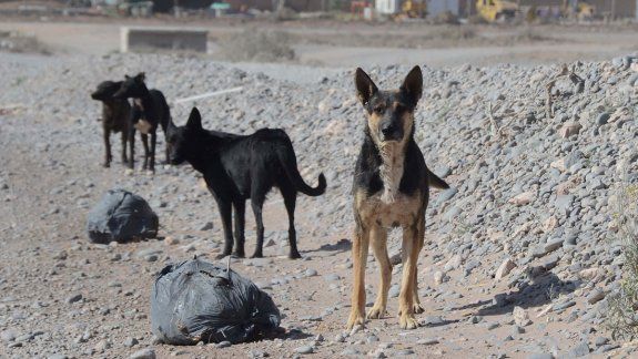 Proteccionistas exigen cuidado de perros callejeros