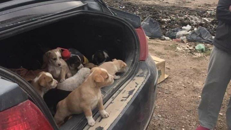 Fue al basural y rescató a 31 cachorros abandonados 