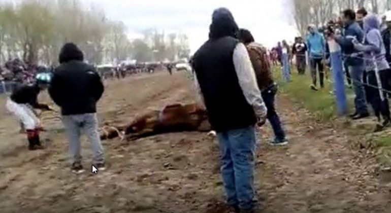 Polémica por la muerte de una yegua durante una carrera en Catriel