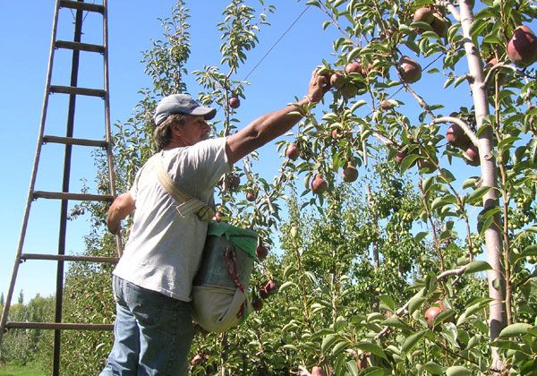 Nueva reunión del Observatorio frutícola para peras y manzanas