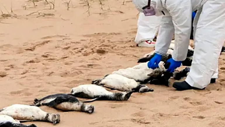 Hallan muertos a miles de pingüinos en playas uruguayas