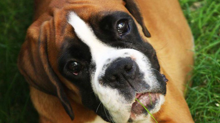 Procesaron a un hombre por maltratar a su mascota