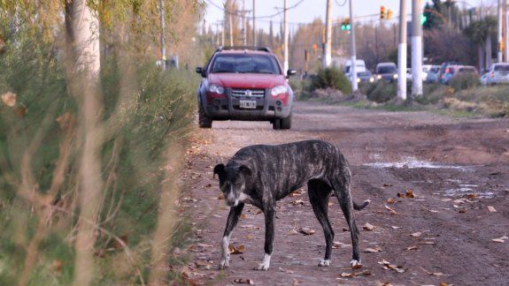 En la Muni se quejan de los dueños porque muchos de los ataques fueron de animales que tienen casa.