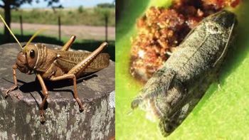 Carpocapsa perforando frutos en Río Negro y tucura sapo arrasando pastizales en Chubut: dos amenazas patagónicas que en 2025 exigen monitoreo temprano y MIP. | LMCipolletti.com Carpocapsa perforando frutos en Río Negro y tucura sapo arrasando pastizales en Chubut: dos amenazas patagónicas que en 2025 exigen monitoreo temprano y MIP.