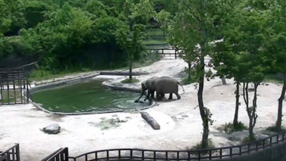 Bebé elefante cae al estanque y sus padres corren a salvarlo