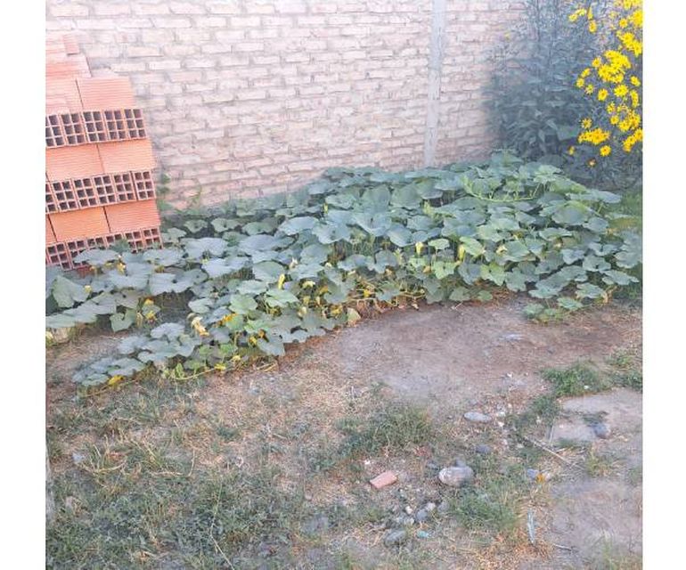 El patio donde cultivo el zapallo gigante. El patio donde cultivo el zapallo gigante.