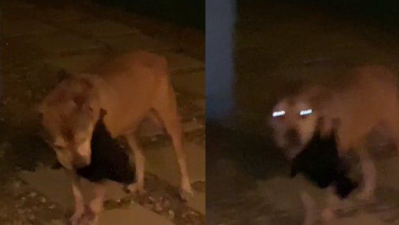TikTok: graban a murciélago que chupaba la sangre de un perro