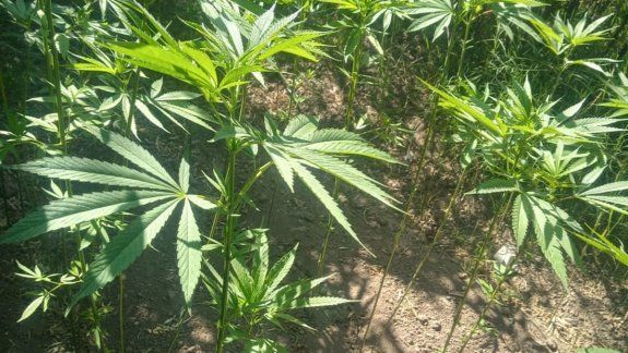 Dan con otra exuberante plantación de cannabis en el Valle