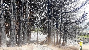 un incendio forestal en alumine esta fuera de control