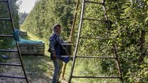 Finalizada la cosecha de frutas en todo el Valle, llega una ayuda clave para el productor.