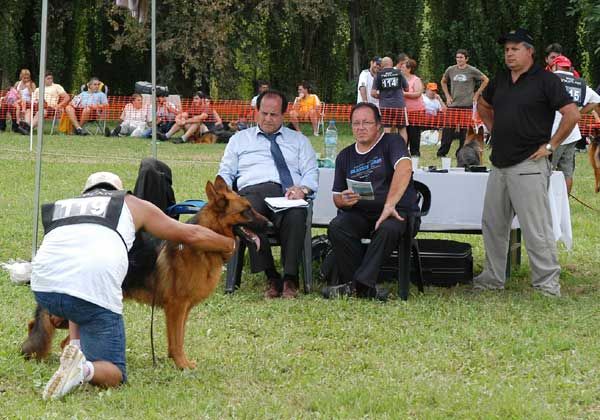 Ovejeros alemanes, en competencia