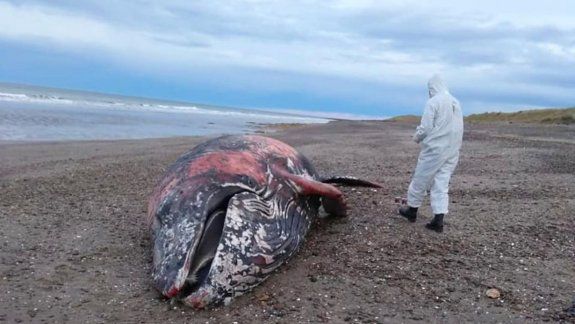 Hallaron una ballena muerta cerca del Puerto del Este