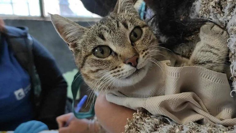 Más de 100 mascotas fueron desparasitadas y vacunadas en Parque Norte