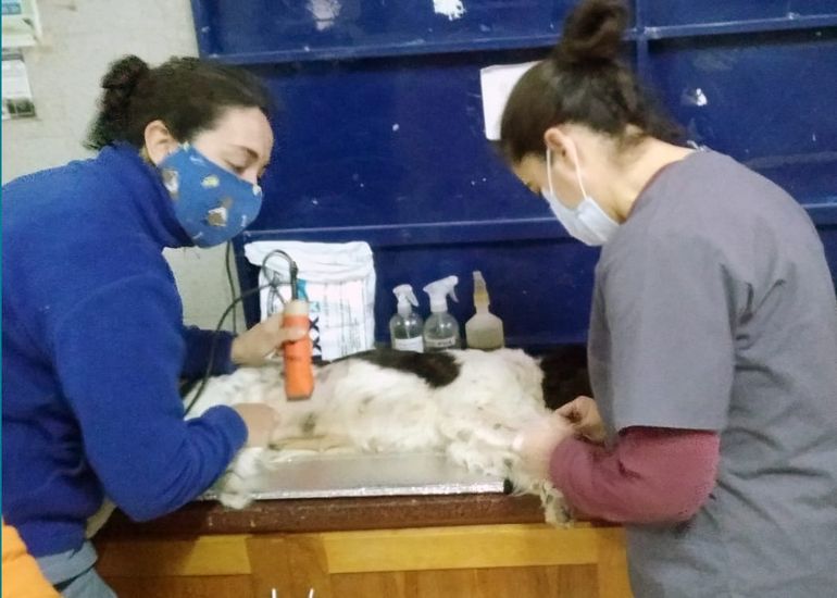 El Municipio mantiene activo el programa de castraciones a pesar del ataque.