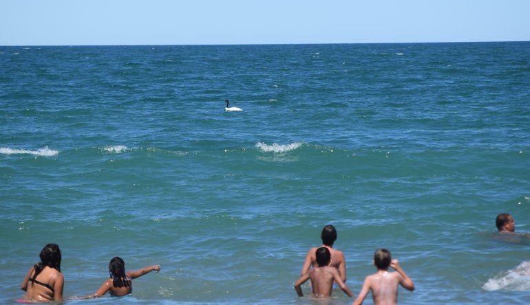 El cisne cuello negro estuvo cerca de la costa