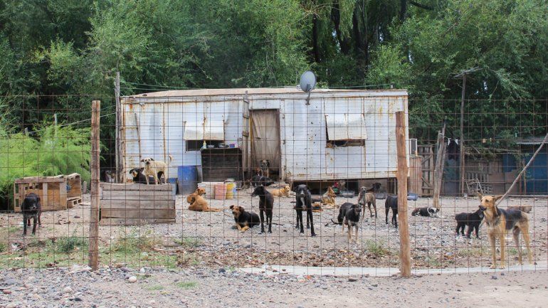 Zoonosis vacunó contra la rabia a 300 perros