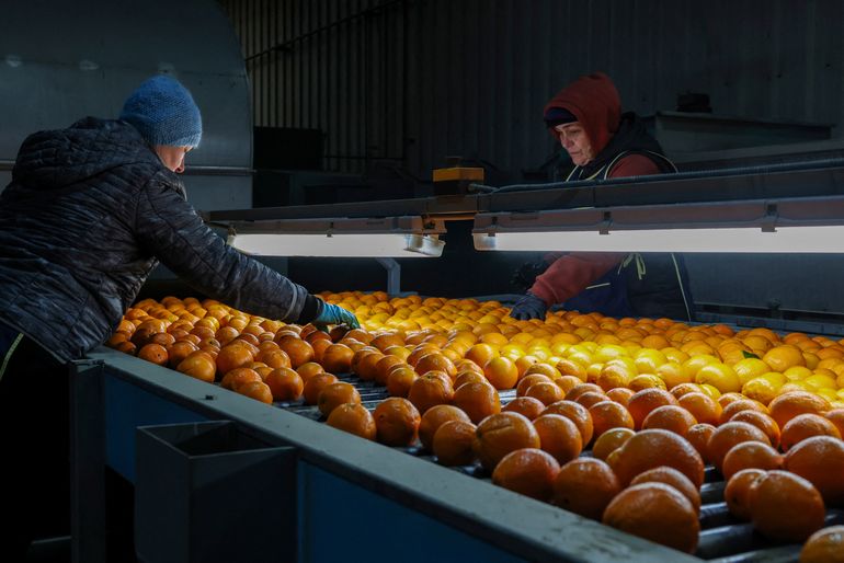 Imagen de archivo. Trabajadores clasifican naranjas en una fábrica de embalaje y exportación de cítricos en la región de Argólida, un centro agrícola que produce la mitad de las naranjas de Grecia,